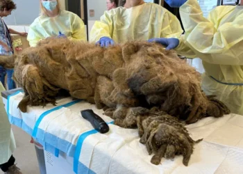 This Poodle Was Hiding Under 10 Pounds of Matted Fur
