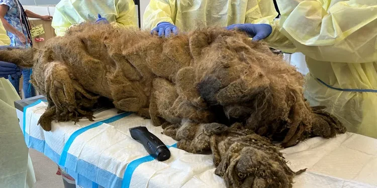 This Poodle Was Hiding Under 10 Pounds of Matted Fur
