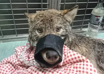 Workers Pulled a Freezing “Dog” From an Icy River. Then the Vet Took a Closer Look.