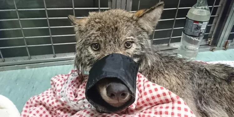 Workers Pulled a Freezing “Dog” From an Icy River. Then the Vet Took a Closer Look.