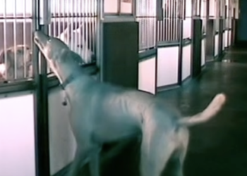 Shelter Dogs Kept Escaping At Night. Then A Camera Revealed Who Was Letting Them Out.