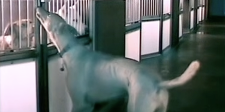 Shelter Dogs Kept Escaping At Night. Then A Camera Revealed Who Was Letting Them Out.