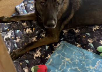 Family Returned Their Dog to the Shelter After 2 years