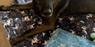Family Returned Their Dog to the Shelter After 2 years