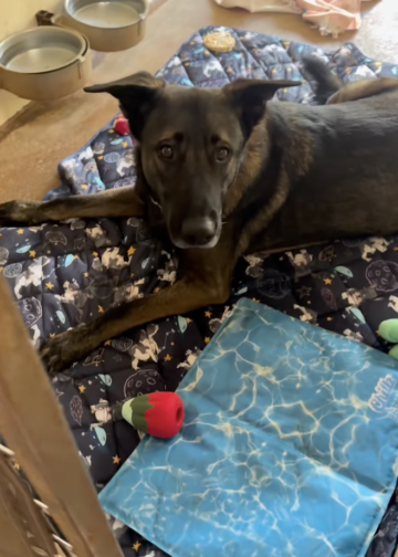 Family Returned Their Dog to the Shelter After 2 years
