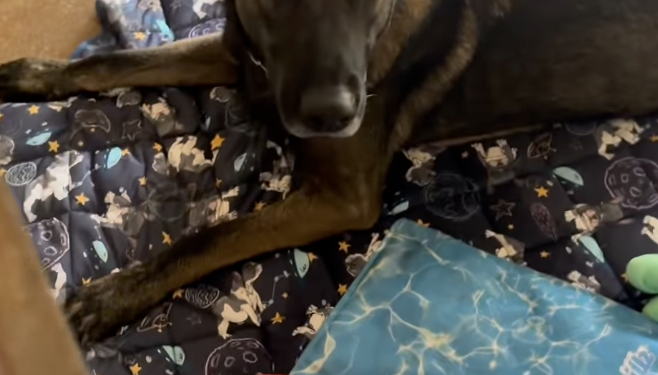Family Returned Their Dog to the Shelter After 2 years