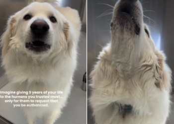 Surrendered to Be Euthanized”: Senior Dog’s Family Called Him Aggressive, but Shelter Volunteers Saw Something Else