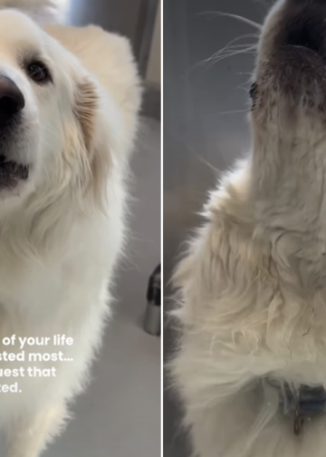 Surrendered to Be Euthanized”: Senior Dog’s Family Called Him Aggressive, but Shelter Volunteers Saw Something Else