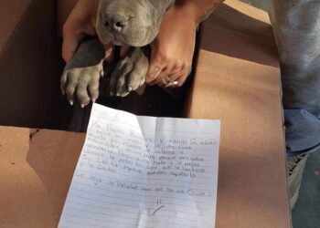 A 12-Year-Old Left His Puppy at a Shelter With a Toy: “So He Won’t Forget Me”