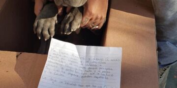 A 12-Year-Old Left His Puppy at a Shelter With a Toy: “So He Won’t Forget Me”