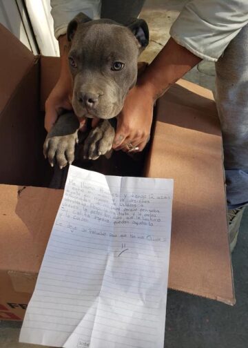 A 12-Year-Old Left His Puppy at a Shelter With a Toy: “So He Won’t Forget Me”